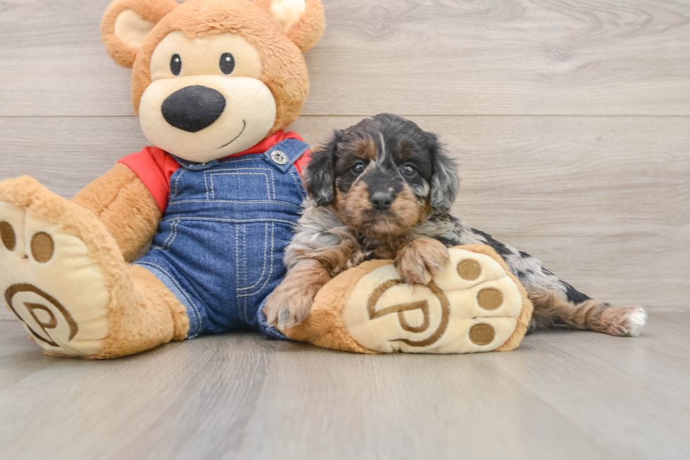 Mini Goldendoodle Pup Being Cute