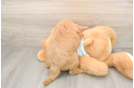 Mini Goldendoodle Pup Being Cute