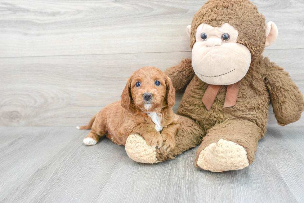 Little Golden Retriever Poodle Mix Puppy