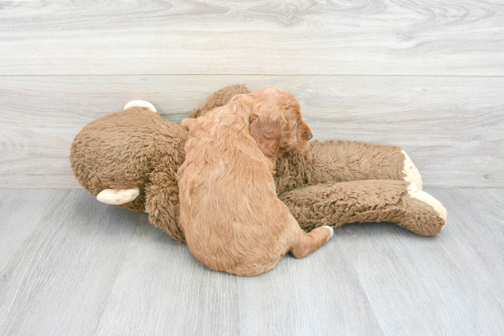 Hypoallergenic Golden Retriever Poodle Mix Puppy