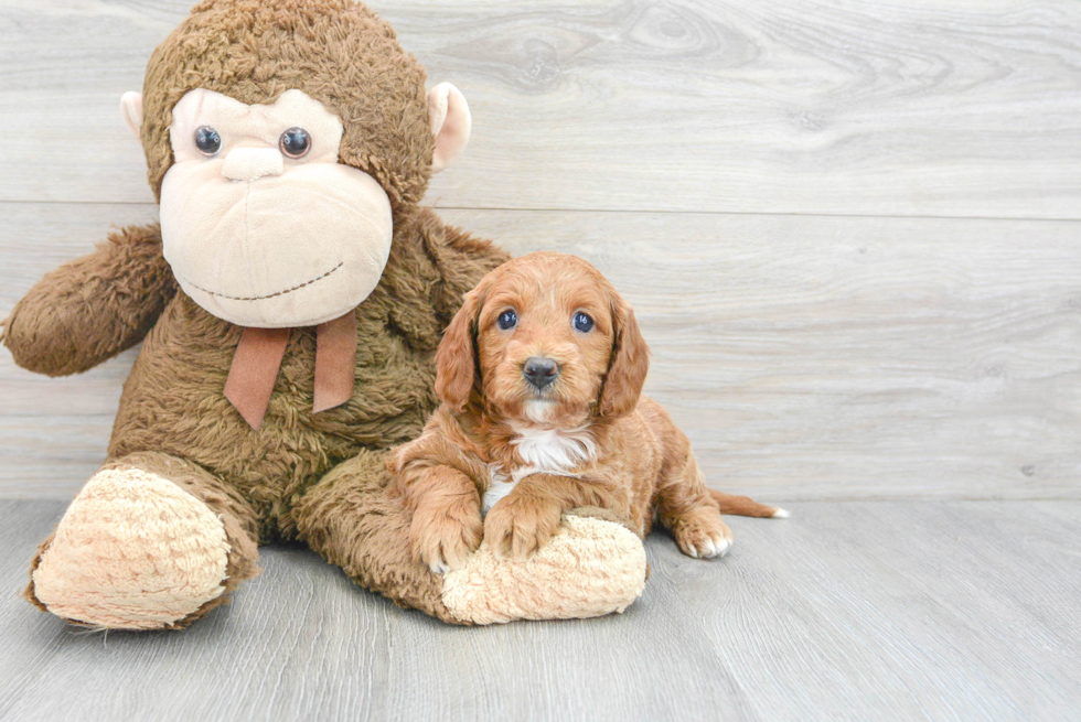 Mini Goldendoodle Pup Being Cute