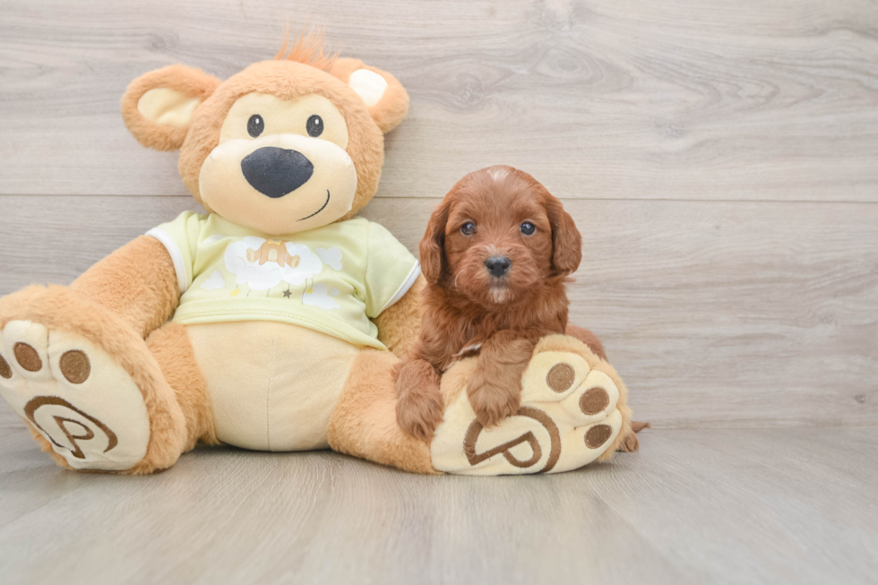 Best Mini Goldendoodle Baby