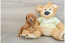 Best Mini Goldendoodle Baby