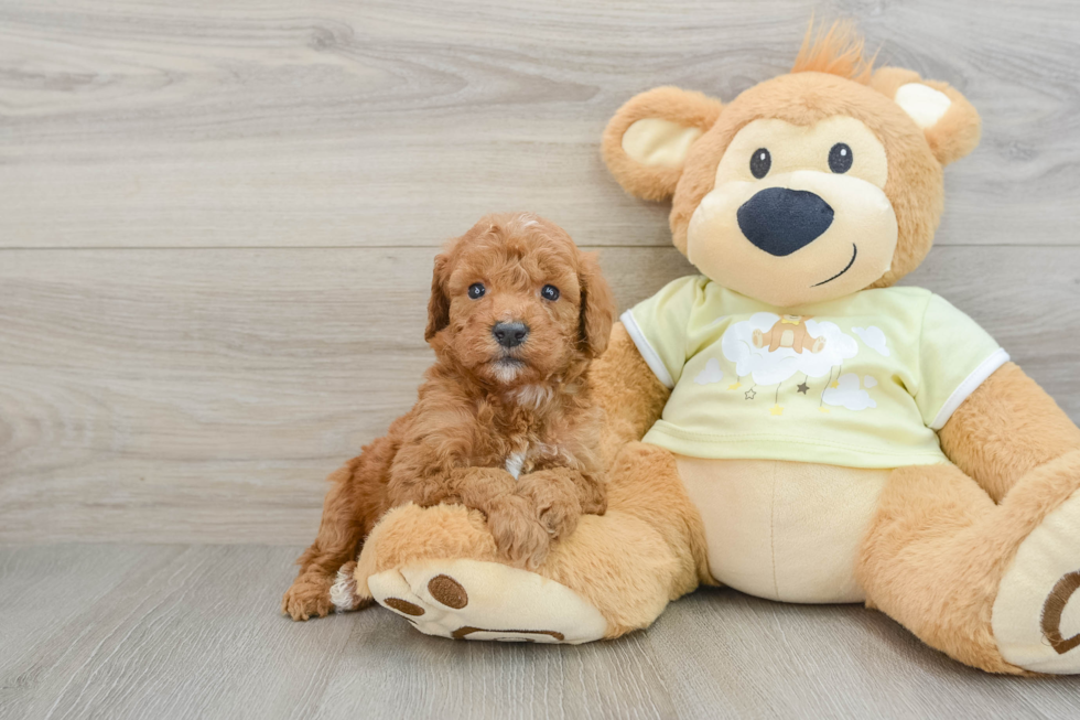 Best Mini Goldendoodle Baby