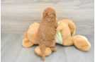 Mini Goldendoodle Puppy for Adoption