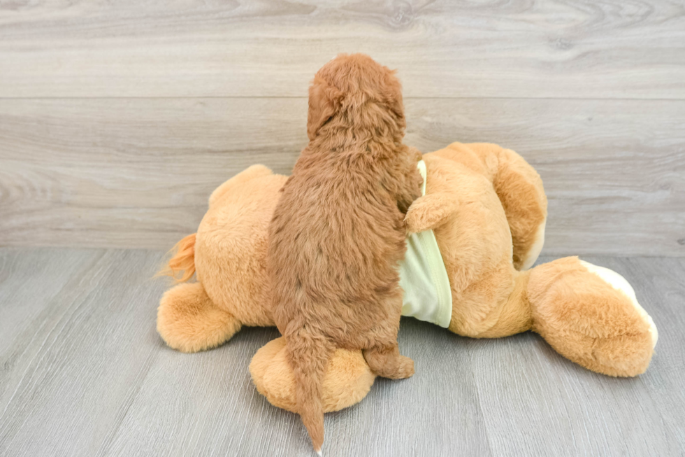 Mini Goldendoodle Puppy for Adoption