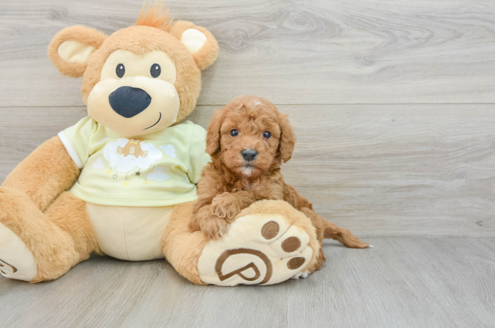 10 week old Mini Goldendoodle Puppy For Sale - Florida Fur Babies