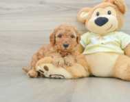 8 week old Mini Goldendoodle Puppy For Sale - Florida Fur Babies