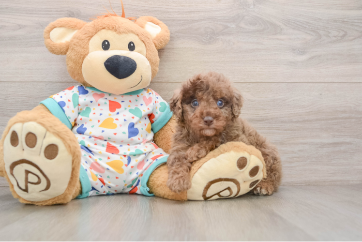 Hypoallergenic Mini Goldiepoo Poodle Mix Puppy