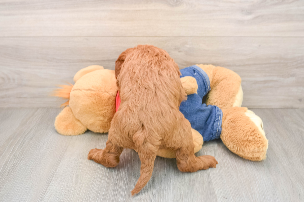 Hypoallergenic Mini Goldiepoo Poodle Mix Puppy