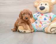 7 week old Mini Goldendoodle Puppy For Sale - Florida Fur Babies