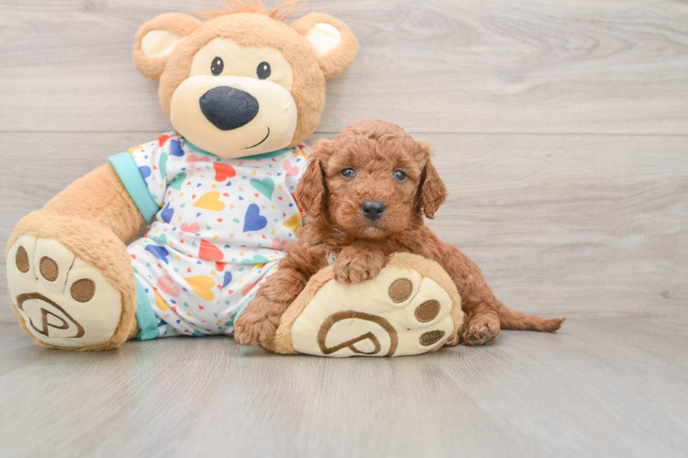 Adorable Golden Retriever Poodle Mix Poodle Mix Puppy