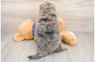 Funny Mini Goldendoodle Poodle Mix Pup