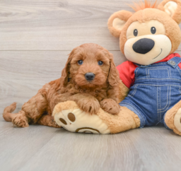 7 week old Mini Goldendoodle Puppy For Sale - Florida Fur Babies