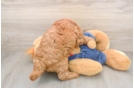 Funny Mini Goldendoodle Poodle Mix Pup
