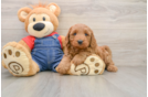 Sweet Mini Goldendoodle Baby