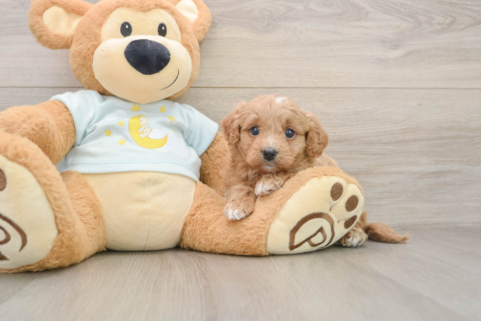Playful Mini Groodle Poodle Mix Puppy