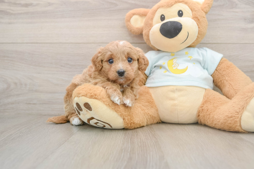 Happy Mini Goldendoodle Baby