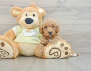 6 week old Mini Goldendoodle Puppy For Sale - Florida Fur Babies