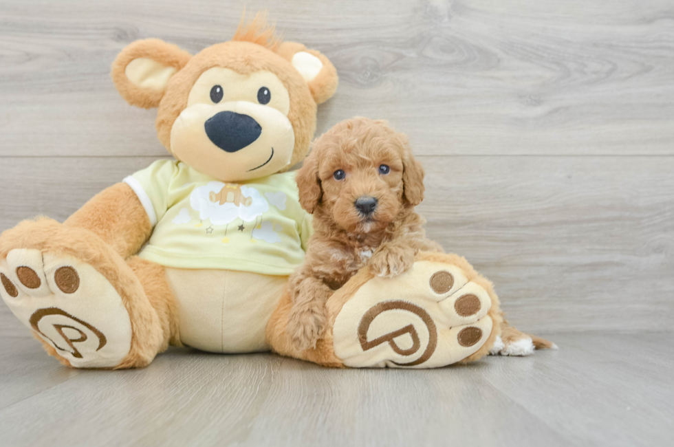 6 week old Mini Goldendoodle Puppy For Sale - Florida Fur Babies