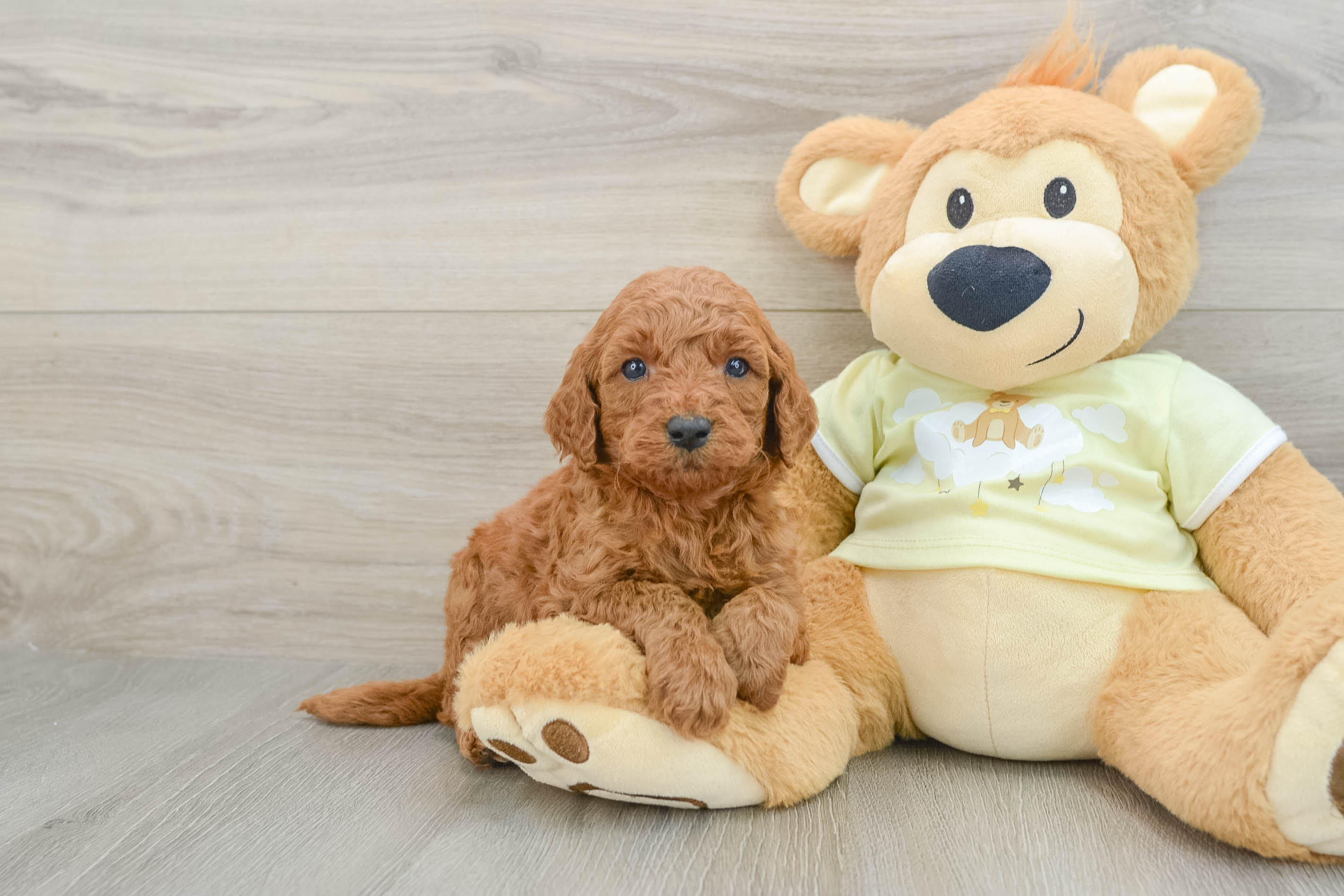 Happy Mini Goldendoodle Baby