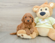 8 week old Mini Goldendoodle Puppy For Sale - Florida Fur Babies