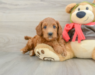 7 week old Mini Goldendoodle Puppy For Sale - Florida Fur Babies