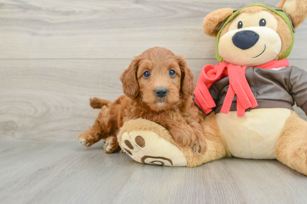 5 week old Mini Goldendoodle Puppy For Sale - Florida Fur Babies