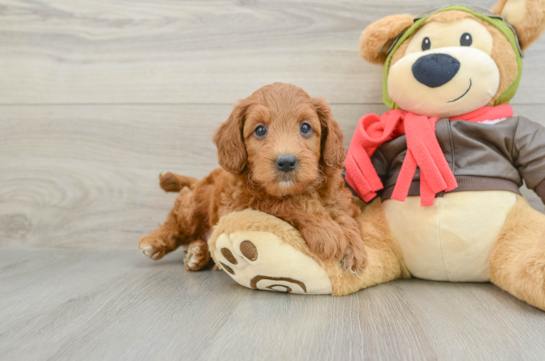 Energetic Golden Doodle Poodle Mix Puppy