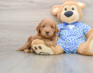 7 week old Mini Goldendoodle Puppy For Sale - Florida Fur Babies