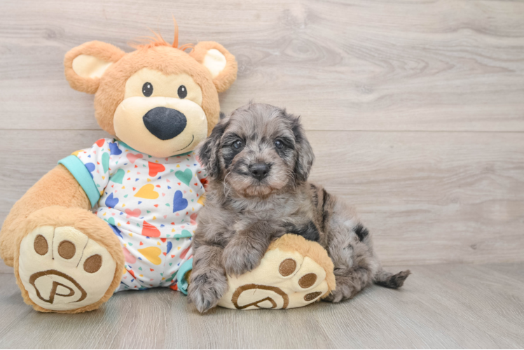 Popular Mini Goldendoodle Poodle Mix Pup