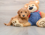 6 week old Mini Goldendoodle Puppy For Sale - Florida Fur Babies