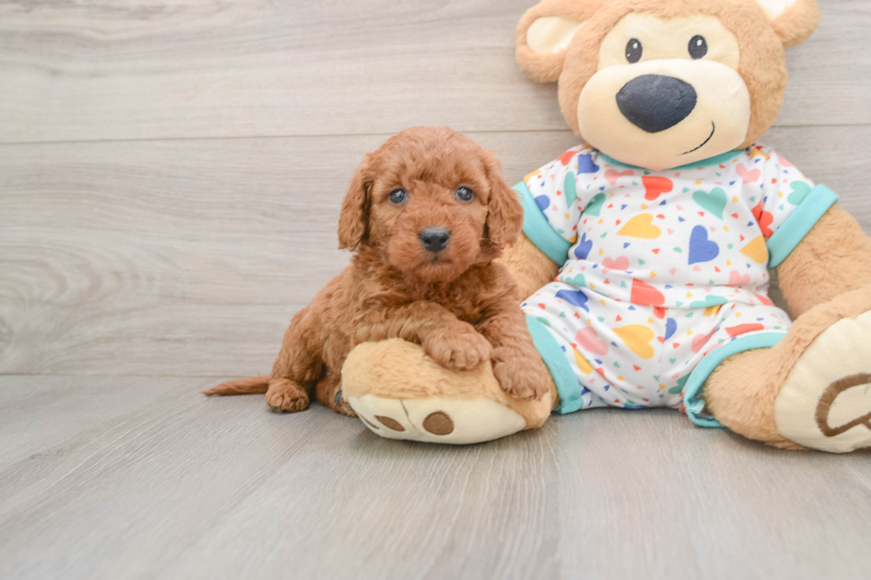 Mini Goldendoodle Pup Being Cute