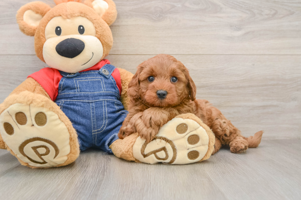 Mini Goldendoodle Puppy for Adoption