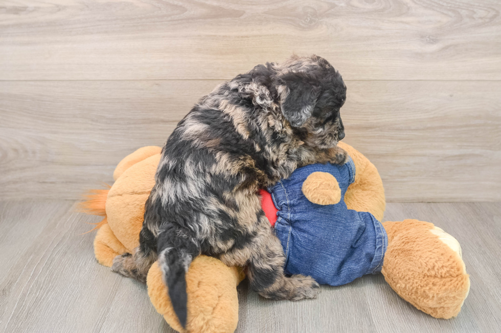 Mini Goldendoodle Pup Being Cute