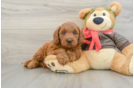 Mini Goldendoodle Pup Being Cute