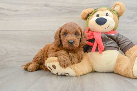 Mini Goldendoodle Pup Being Cute