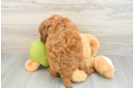 Popular Mini Goldendoodle Poodle Mix Pup