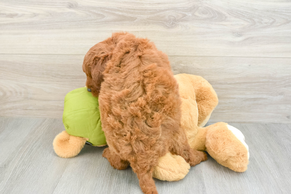 Popular Mini Goldendoodle Poodle Mix Pup