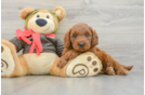 Smart Mini Goldendoodle Poodle Mix Pup