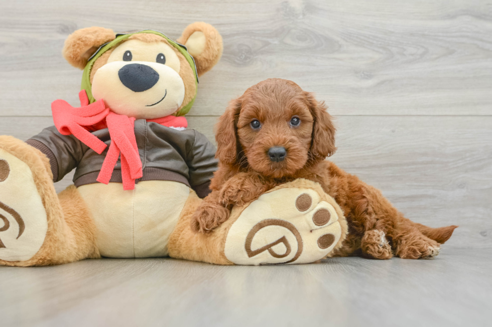 Smart Mini Goldendoodle Poodle Mix Pup
