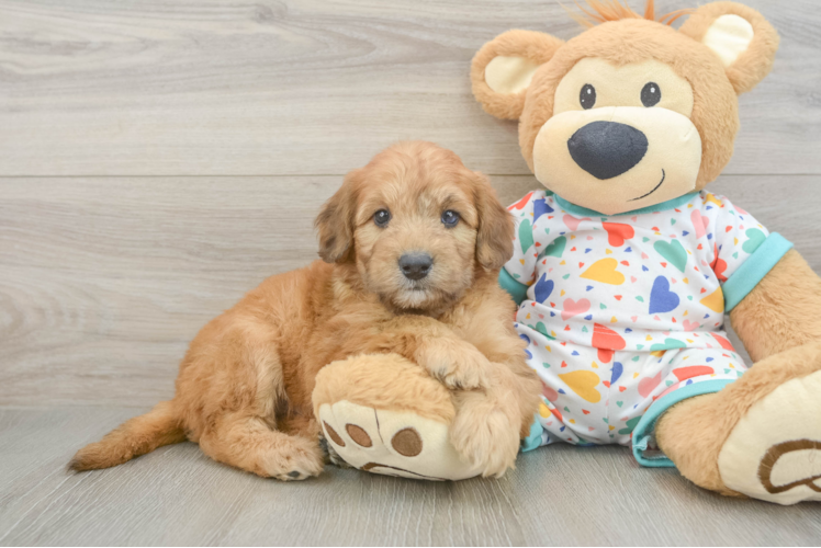 Fluffy Mini Goldendoodle Poodle Mix Pup