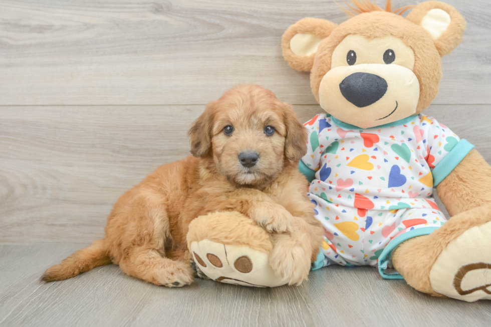 Fluffy Mini Goldendoodle Poodle Mix Pup