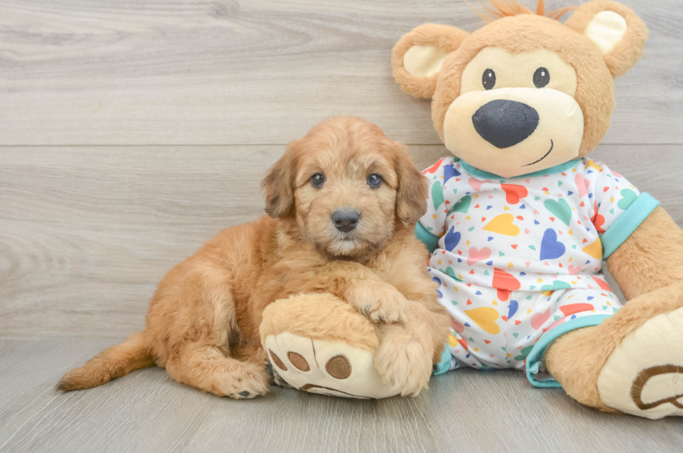 6 week old Mini Goldendoodle Puppy For Sale - Florida Fur Babies