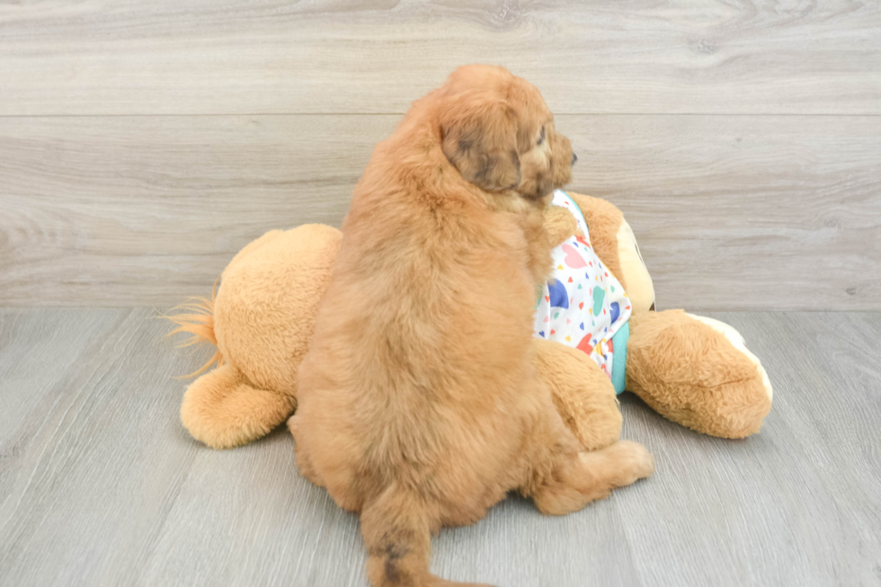 Fluffy Mini Goldendoodle Poodle Mix Pup