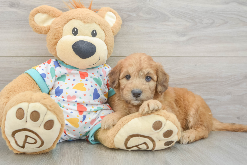 Playful Mini Groodle Poodle Mix Puppy