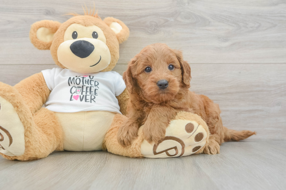 5 week old Mini Goldendoodle Puppy For Sale - Florida Fur Babies