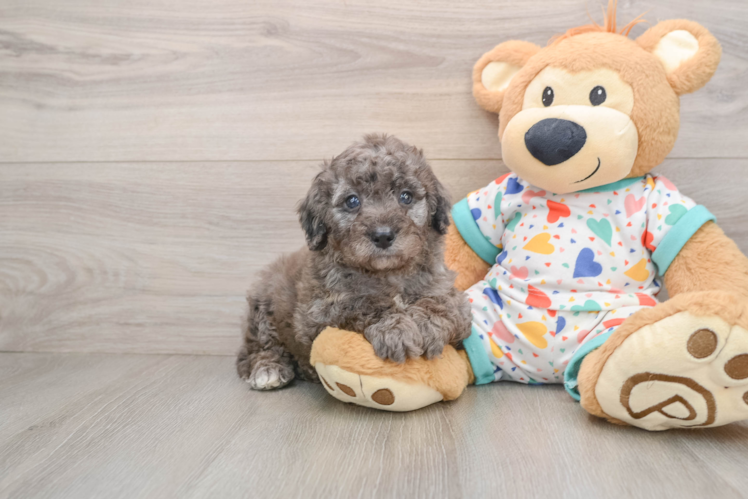Petite Mini Goldendoodle Poodle Mix Pup