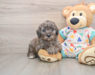 7 week old Mini Goldendoodle Puppy For Sale - Florida Fur Babies