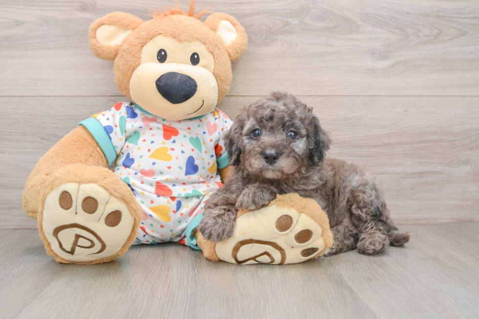 Mini Goldendoodle Pup Being Cute